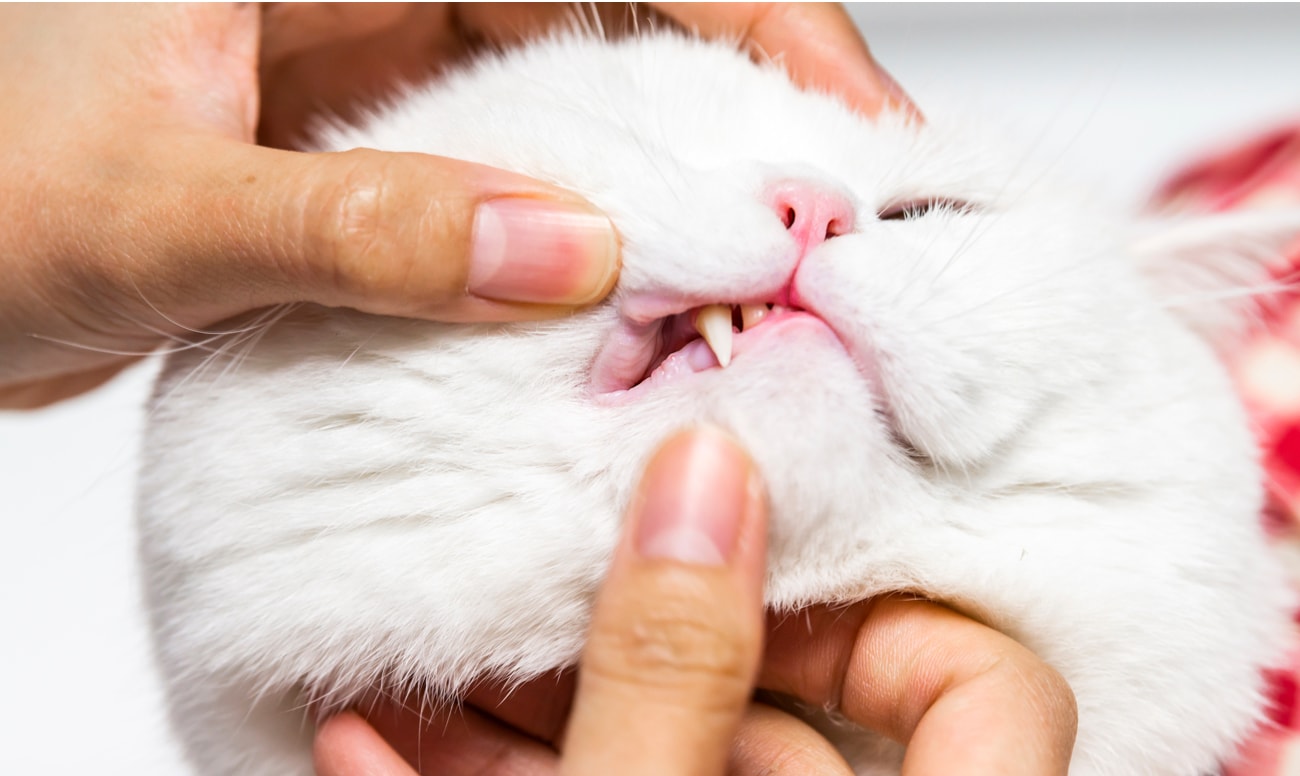 Зубы у кошек стоматология