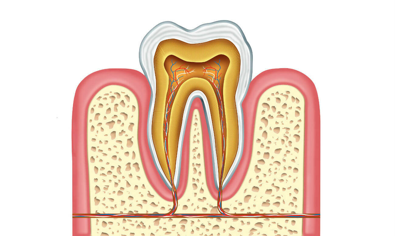 Корень зуба