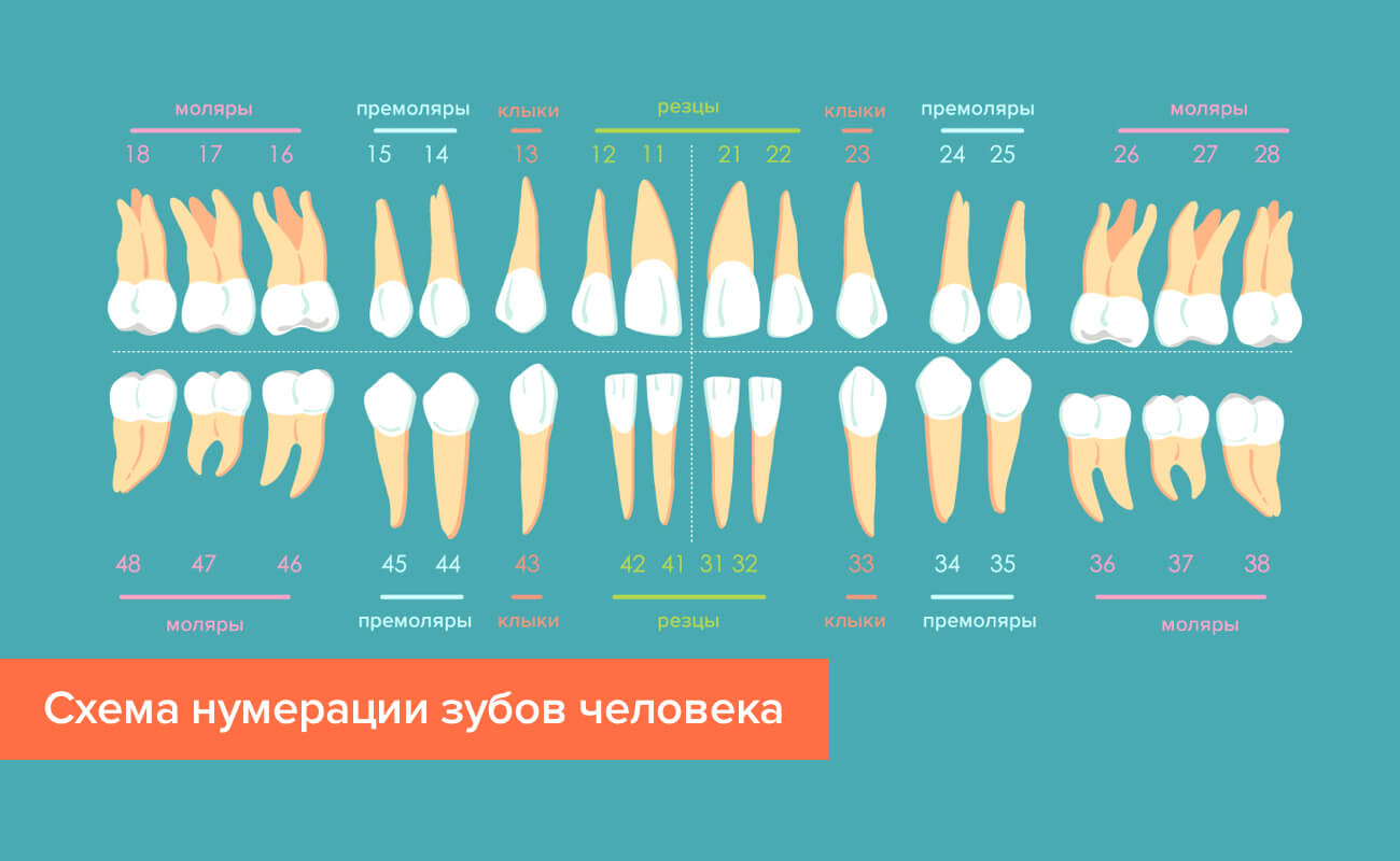 Нумерация зубов. Как стоматологи считают зубы. | Ваш Дантист | Дзен