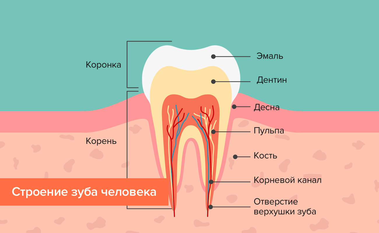 Строение зуба человека | Porcelain